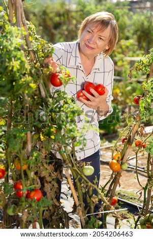 Happy mature woman with harvest of tomatoes in the garden. High quality photo