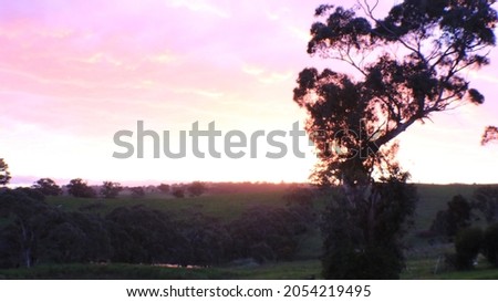 Adelaide hills sunset. Large gumtree in foreground.