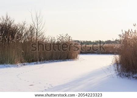 Gulf of Finland coastal winter landscape with dry coastal reed, natural background photo
