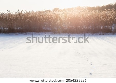 Coastal winter landscape with animal trail and dry coastal reed in a bright sunlight, natural background photo with lens flare effect taken at the coast of the Gulf of Finland 