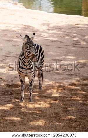 Black and white zebra from savanna Africa