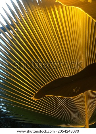 A large leaf of a palm tree under the rays of a lamp.