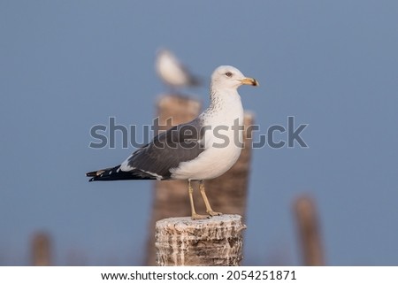A sea gull in winter plumage on a tree stump