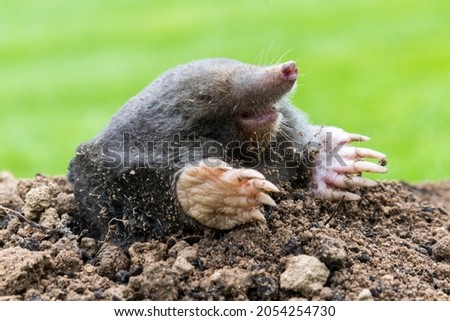 Mole, Talpa europaea, making mole hill and damaging beautiful lawn and flower garden. Royalty-Free Stock Photo #2054254730