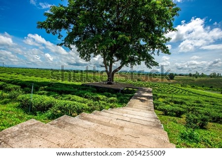 The natural background of the tea plantation and the bright sky surrounding it, the blur of sunlight hitting the leaves and the cool breeze blowing.