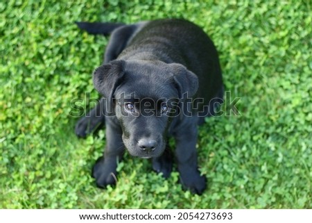 Picture of cute black labrador retriever sitting in green grass looking up, photo taken from height 