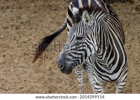 Close up of a Zebra's head
