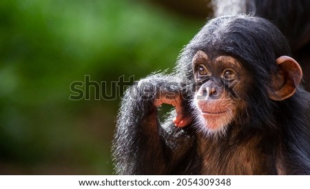 close up portrait of a happy offspring chimpanzee deep in thought Royalty-Free Stock Photo #2054309348
