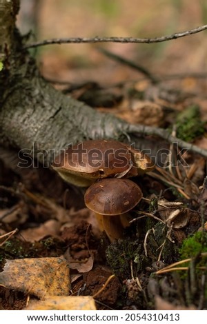 Blurred image of edible mushrooms on the forest floor.Autumn background.Forest mushrooms in the grass.Collecting mushrooms.