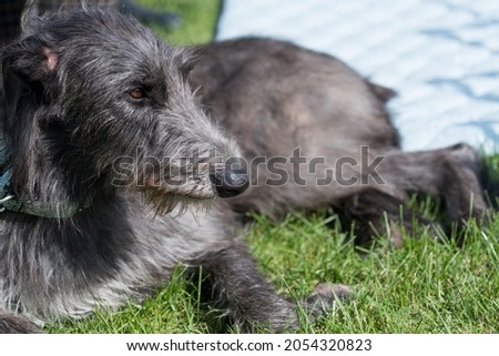 Deer hound relaxing on the grass Royalty-Free Stock Photo #2054320823