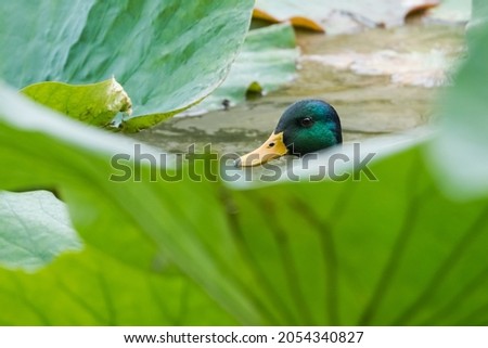 A Male Duck Surrounded by Japanese Lotus Leaves while Swimming in the Pond