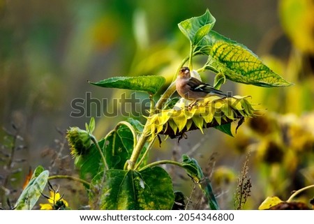 A Chaffinch on a Sunflower