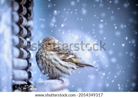 American Goldfinch, Spinus tristis, perched peacefully on a feeder during a light snow fall. Extreme shallow depth of field with blurred background. 