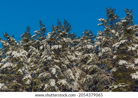 Branches of coniferous trees in the snow in the sunlight against the background of the blue sky. Background for design.
