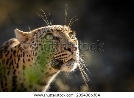 Female leopard looking up to a thundering sky...