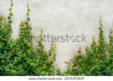 An image of a horizontal plaster wall with canes from bottom to top has space for text or advertisements to be placed. Royalty-Free Stock Photo #2054392829