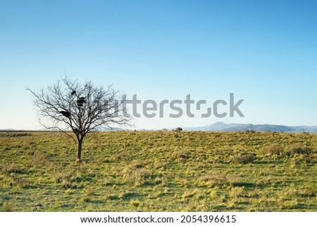 Landscape with a lonely tree, green grass and mountains in the background
