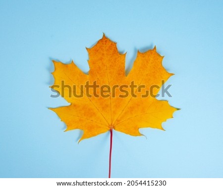 Beautiful bright orange autumn leaf on the blue background space for text