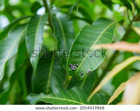Black aphid or plant louse on green mango leaf in garden nature background. Concept of agriculture, farm, organic plant.