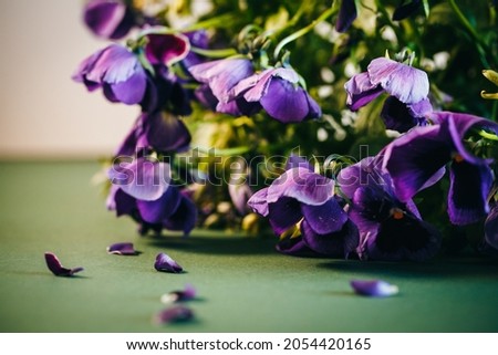 purple pansies on a green background. Fresh flowers.