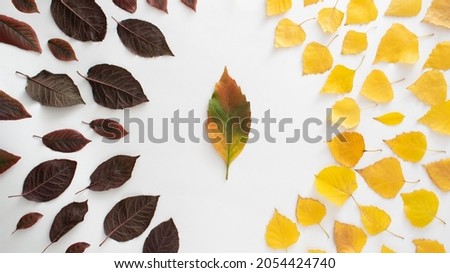 yellow and red autumn leaves and colorful leaf in the center.October and November vibes .season flat lay on a white background.thanksgiving holiday design