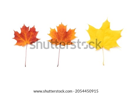 Set of three maple leaves. Red, orange, yellow maple leaves isolated on white, autumn seasonal picture, top view