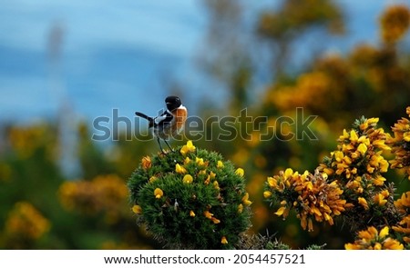 Stonechats perched on a flowering gorse bush
