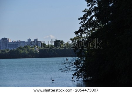 Herons against the backdrop of the coastline and residential high-rise buildings. Lake view.