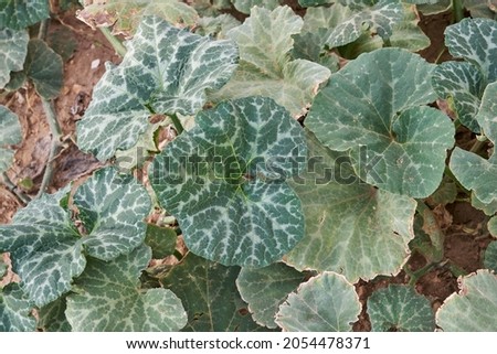 Cucurbita moschata squahs plant green foliage  Royalty-Free Stock Photo #2054478371