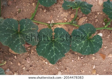 Cucurbita moschata squahs plant green foliage Royalty-Free Stock Photo #2054478383