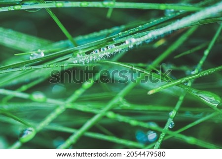 Nature Background with Fresh green grass with dew drops closeup