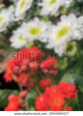defocused abstract background of beautiful red and white  flower