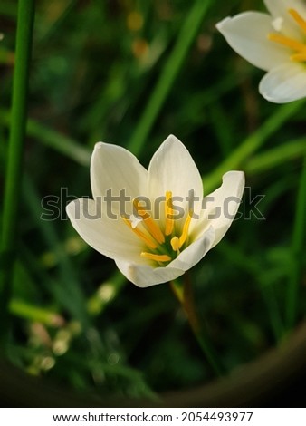 Zephyranthes minuta. White flower on the garden
