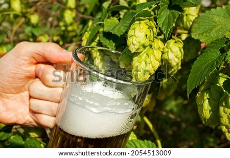 A glass of light beer in a man's hand against the background of a bush of hops. Small home brewery. Oktoberfest, St. Patrick’s day, international beer day concept.