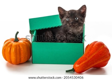 Cute black kitten in a green box among pumpkins on a white isolated background. Festive character cat for the design of advertisements and invitations to sales, to celebrate Halloween or Thanksgiving