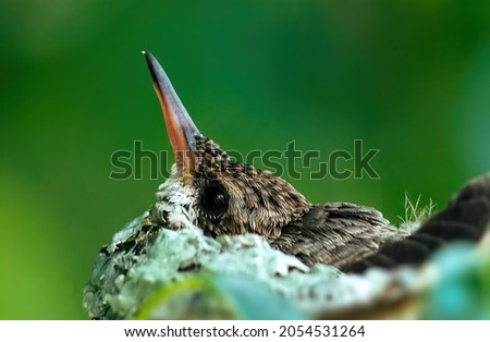 Close up of a small hummingbird in the nest