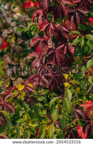 Autumn garden with bright red and green leaves of maiden grapes. Landscaping.
