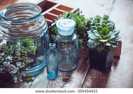 House plants, green succulents, old wooden box and blue vintage glass bottles on a wooden board, home gardening and decorating rustic style. Royalty-Free Stock Photo #205454455