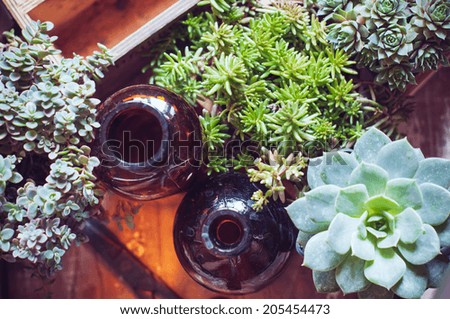 House plants, green succulents, old wooden box and brown vintage glass bottles on a wooden board, home gardening and decor rustic style. Royalty-Free Stock Photo #205454473
