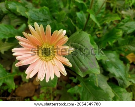 A beautiful soft green Daisy flower in Garden