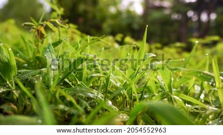 Close up shot of green grass