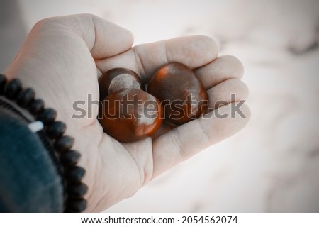Closeup of hand holding three brown chestnut