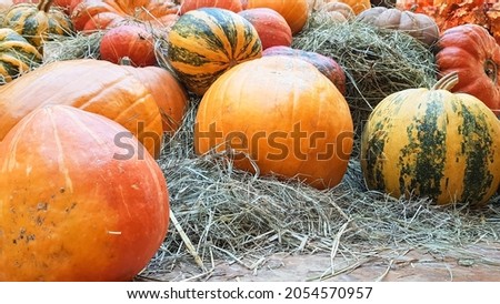 pumpkins of different sizes and colors lie on the straw for Thanksgiving in a rustic style. beautiful autumn vegetables. halloween and thanksgiving concept