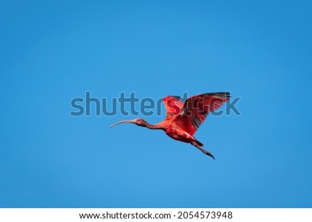 Juvenile Scarlet Ibis, Eudocimus ruber, national bird of Trinidad flying in the blue sky. Royalty-Free Stock Photo #2054573948