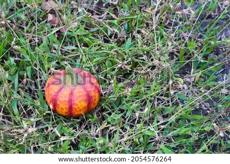Pumpkin on green grass in halloween day.