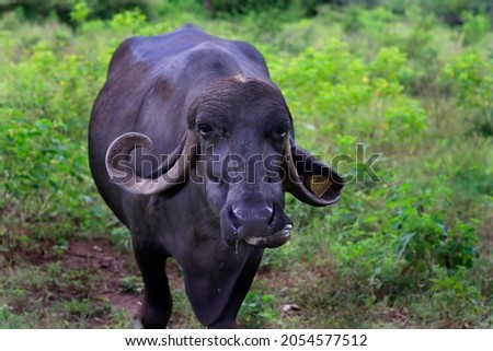 Indian buffalo in Gir national park, India. Water Buffalo Like Resting Under The tree. in the Indian subcontinent