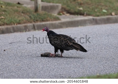 A close up picture of a Turkey Vulture that just landed after spotting some road kill.
