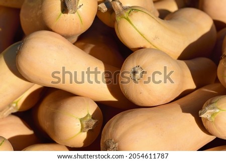 Close up and background of fresh yellow elongated pumpkin lying on top of and next to each other