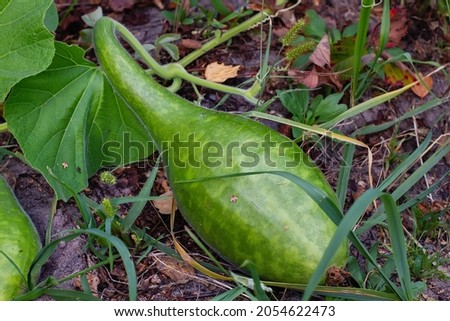 Lagenaria in the garden. Growing pumpkin lagenaria.