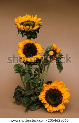 Composition of sunflowers on brown paper background. Autumn abstract background. 